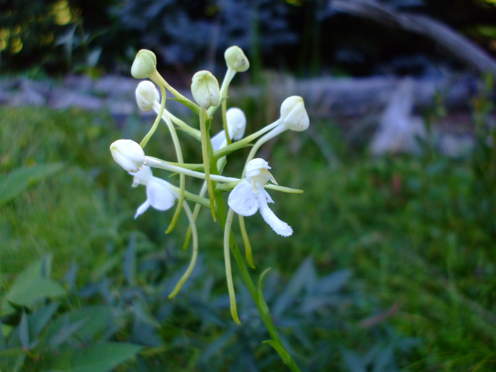 Platanthera integrilabia
